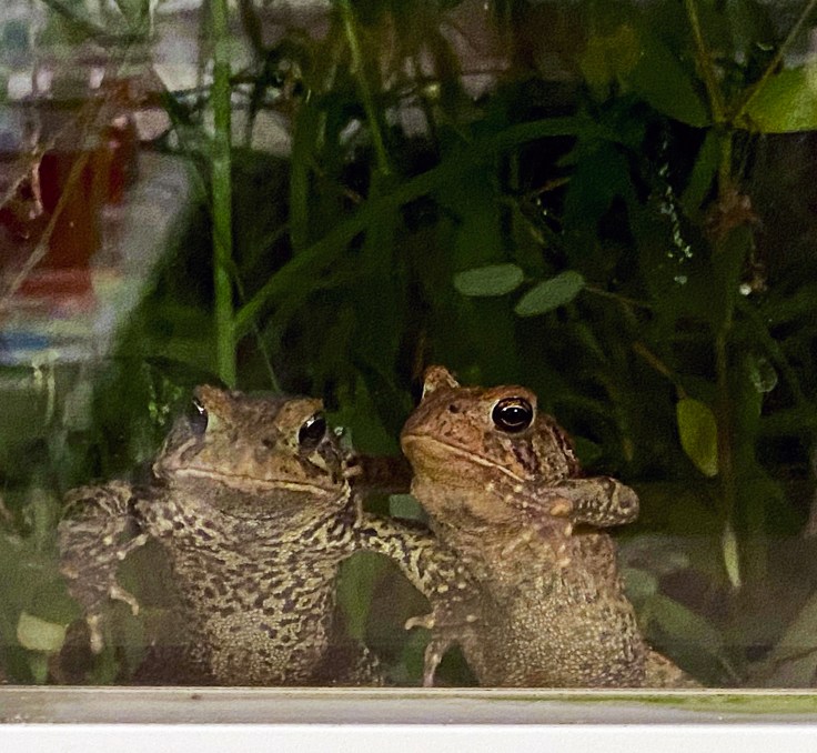 Frogs-looking-at-art